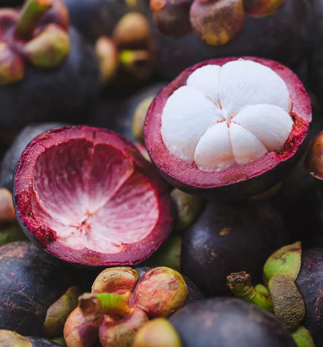 Fresh mangosteen fruit opened to reveal white segmented flesh inside purple rind – natural source of antioxidants and nutrients