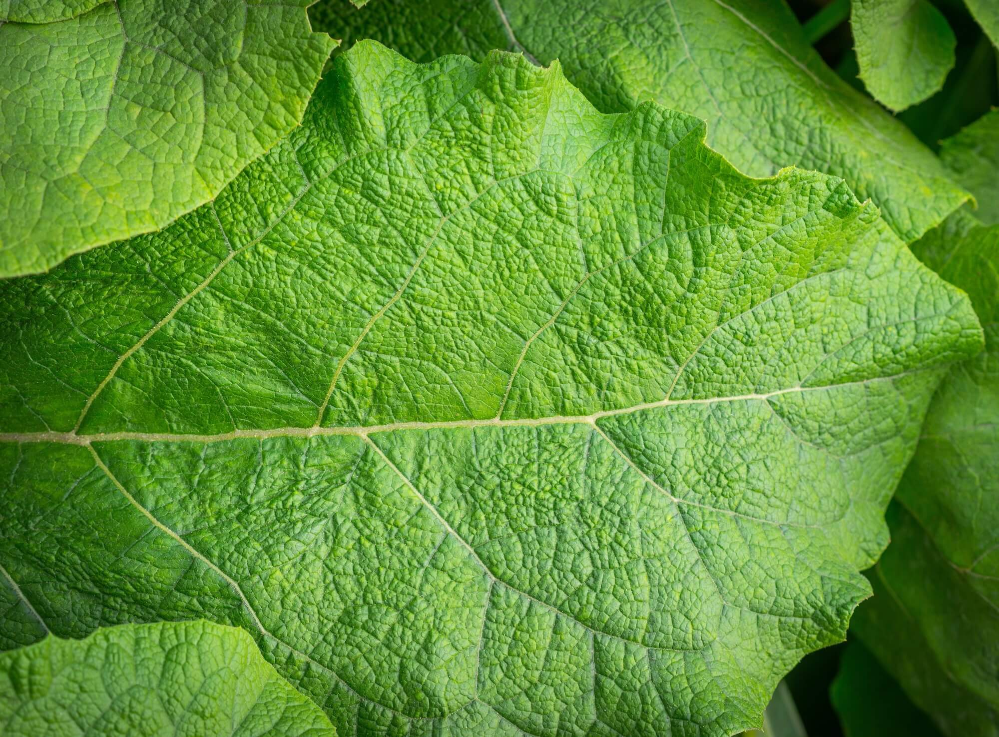 Dried Burdock Leaves